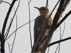 Colaptes auratus luteus × cafer