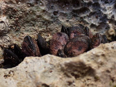 Brachidontes domingensis