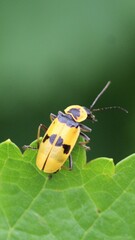 Chauliognathus flavipes