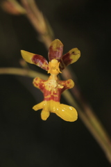 Oncidium leopardinum