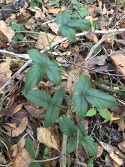 Rubus trivialis