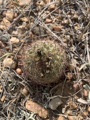 Pediocactus simpsonii