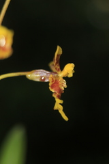 Oncidium leopardinum