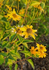 Heliopsis