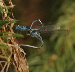 Enallagma cyathigerum