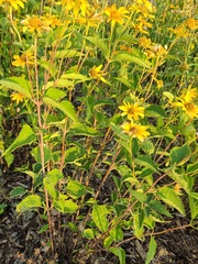 Heliopsis