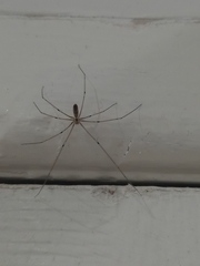 Pholcus phalangioides