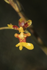 Oncidium leopardinum