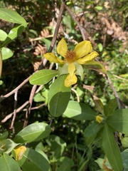 Hibbertia scandens