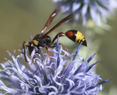 Delta unguiculatum