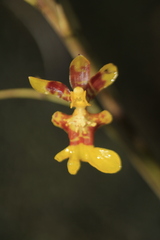 Oncidium leopardinum