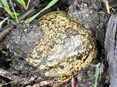Pisolithus arhizus