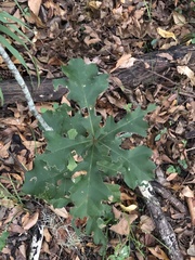 Quercus shumardii