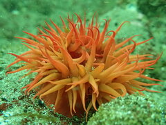 Anemonia alicemartinae