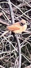 Agelaioides fringillarius