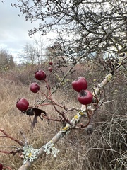 Crataegus monogyna