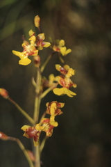 Oncidium leopardinum