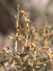 Euphorbia jaegeri