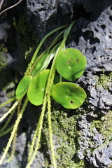Peperomia bracteata