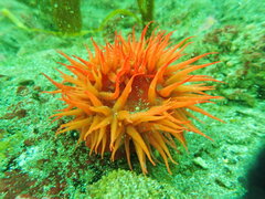 Anemonia alicemartinae