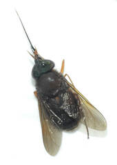Pityocera cervus