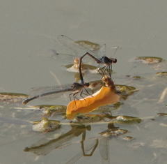 Erythromma najas