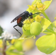 Macrophya annulata