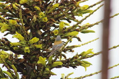 Phrygilus