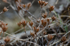 Rhododendron lepidotum