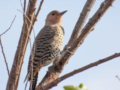 Colaptes auratus luteus × cafer