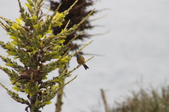 Phrygilus