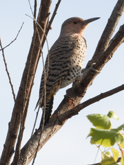 Colaptes auratus luteus × cafer
