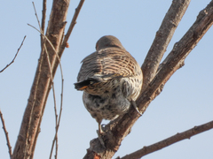 Colaptes auratus luteus × cafer
