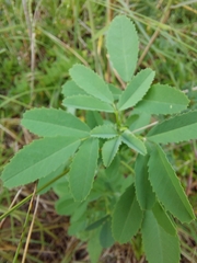 Melilotus