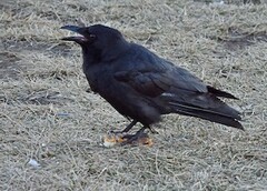 Corvus ossifragus