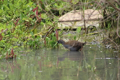 Pardirallus sanguinolentus