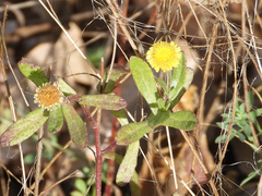 Pulicaria paludosa
