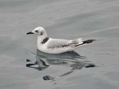 Rissa tridactyla