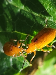 Aulacophora abdominalis