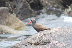 Haematopus ater
