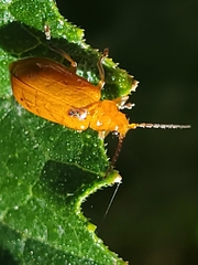 Aulacophora abdominalis