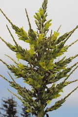 Puya chilensis