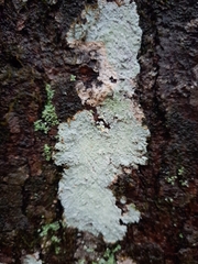 Lepraria finkii
