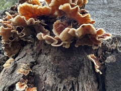 Stereum insignitum