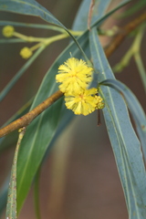 Acacia saligna