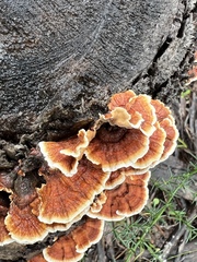 Stereum insignitum