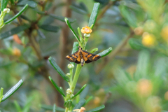 Metallarcha diplochrysa