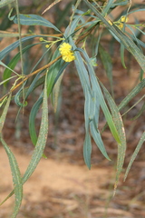 Acacia saligna