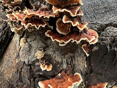 Stereum insignitum