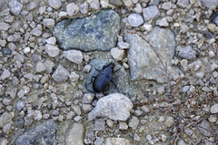 Abax parallelepipedus